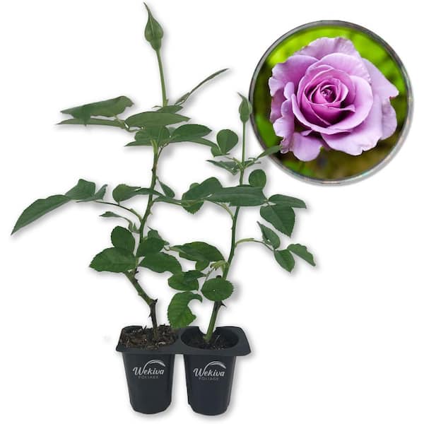 Lagerfeld Rose Bush 2-Live Starter Plants in 2 in. Pots-Beautifully Fragrant Heirloom Rose from Florida