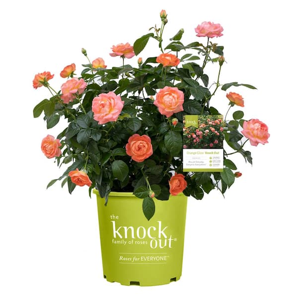 3 Gal. Orange Glow Knock Out Rose Bush with Orange Flowers