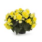 4-pack, 4.25 in. Grande Solenia Yellow (Begonia) Live Plant, Yellow Flowers