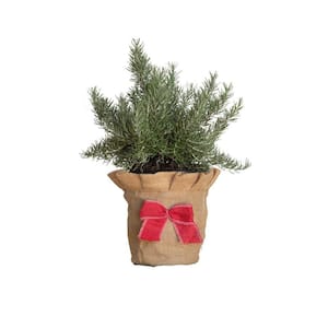 2.5 qt. Holiday Chef's Choice Rosemary Living Christmas Tree with Burlap Wrap