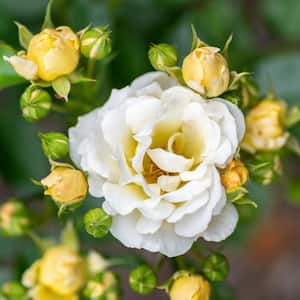 2 Gal. Popcorn Drift Rose Bush with Buttery Yellow Flowers