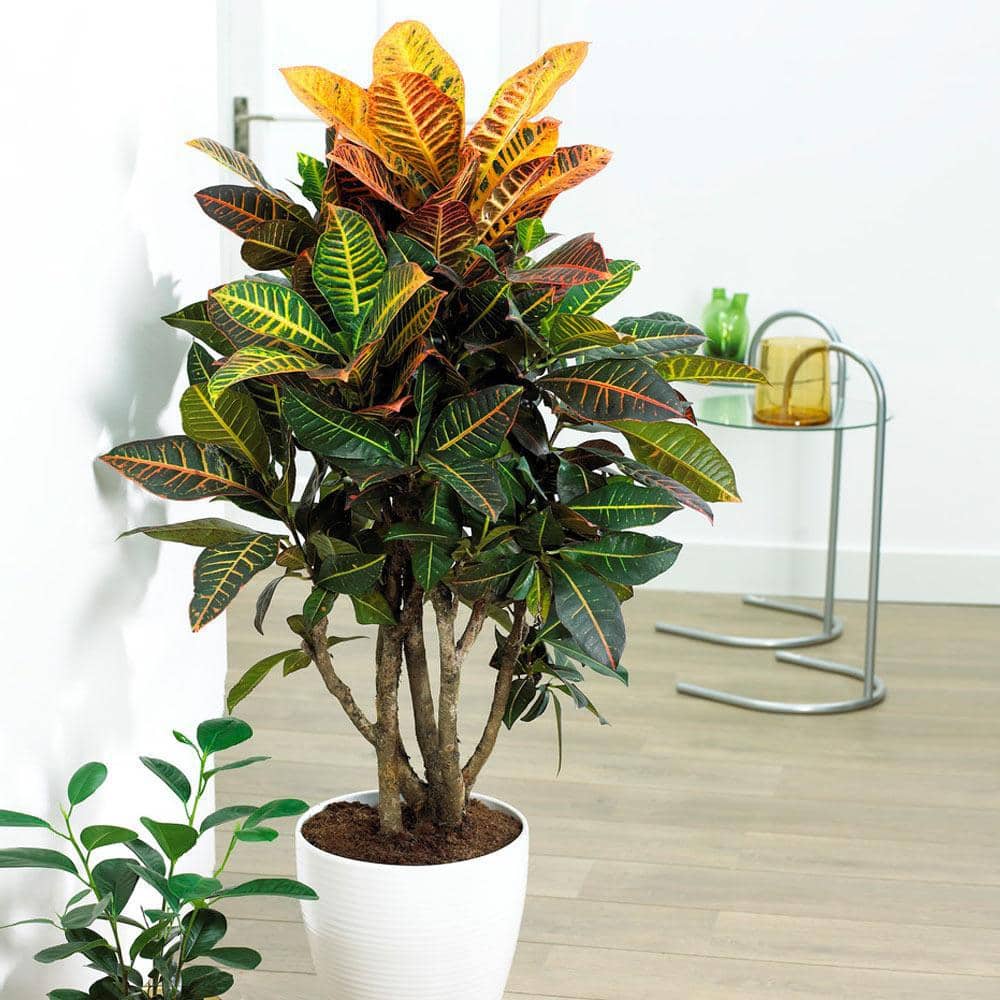 48-Inch Black Plastic Evergreen Croton Petra Indoor Plant