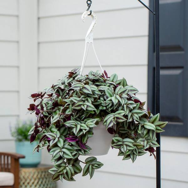 Vigoro 1 pt. Tradescantia Spiderwort Nanouk Purple and Green