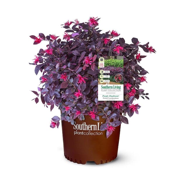 2 Gal. Purple Daydream Loropetalum Shrub with Pink Blooms in the Spring