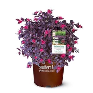2 Gal. Purple Daydream Loropetalum Shrub with Pink Blooms in the Spring