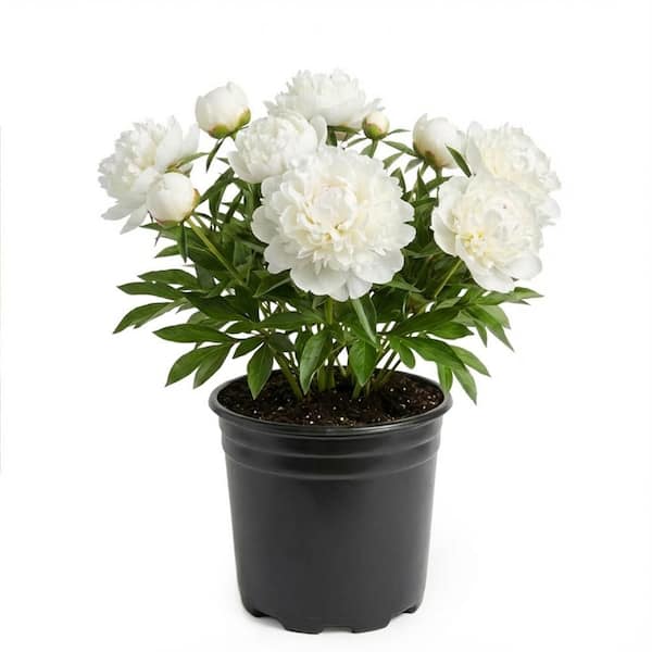 2 Gal. Peony White Live Perennial Plant (1-Pack)