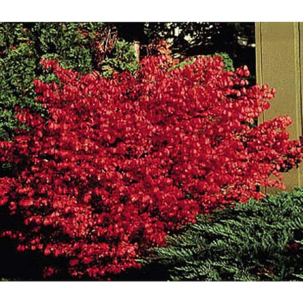 2.25 Gal. Dwarf Burning Bush Euonymus Live Shrub with Red Foliage
