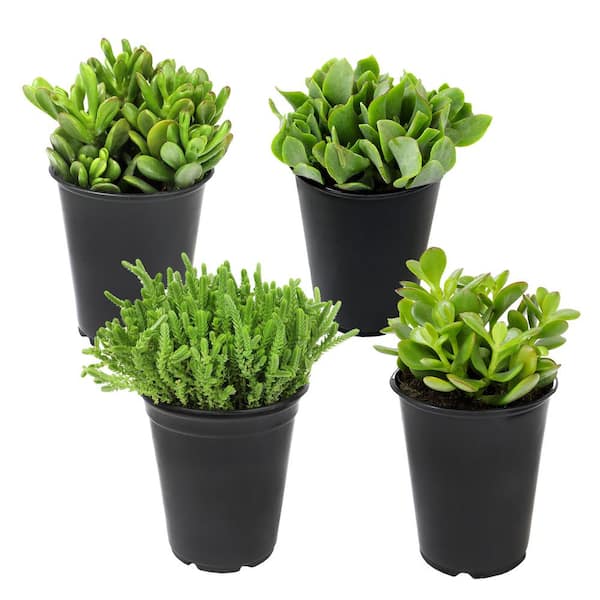 https://images.thdstatic.com/productImages/5c86f1e8-5001-4463-990b-ae7acd7a34d3/svn/altman-plants-succulent-plants-0872632-4f_600.jpg