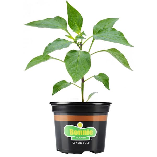 25 oz. Carolina Reaper Pepper, Live Plant
