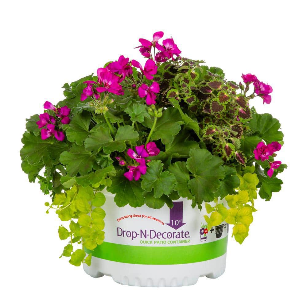 METROLINA GREENHOUSES 1.5 Gal. Drop N Decorate Coleus, Geranium