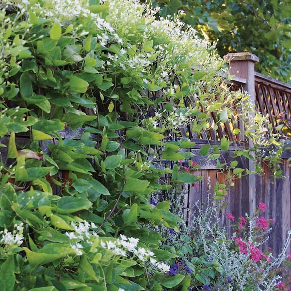 VAN ZYVERDEN 4 in. Clematis Sweet Autumn Potted Rocketliners Shrub (Set of 3 Plants)