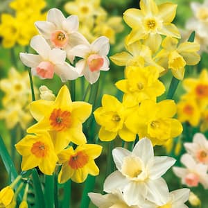 Daffodils Bulbs Fragrant Mixture (Set of 25)