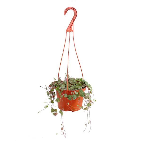 Shop Succulents String of Hearts Hanging Rare Succulent, Ceropegia Woodii, Fully Rooted Live 6 in. Succulent Plant with Hanger
