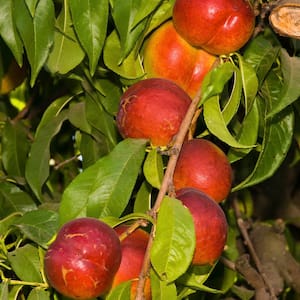 Fantasia Nectarine Live Bareroot Fruit Tree (1-Pack)