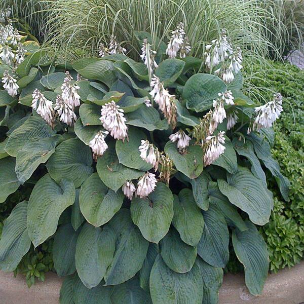 OnlinePlantCenter 1.5 gal. Big Daddy Plantain Lily Plant
