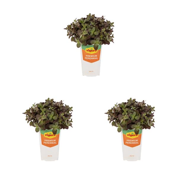 Vigoro 2 qt. Sedum Sunsparkler Wildfire Green Perennial Plant (3-Pack)