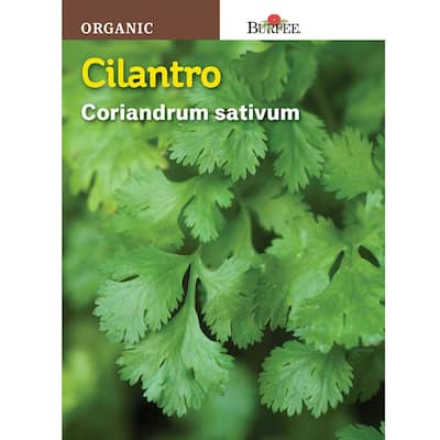 Organic Cilantro Seed