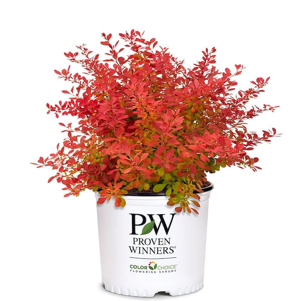 Proven Winners Sunjoy Pillar Barberry