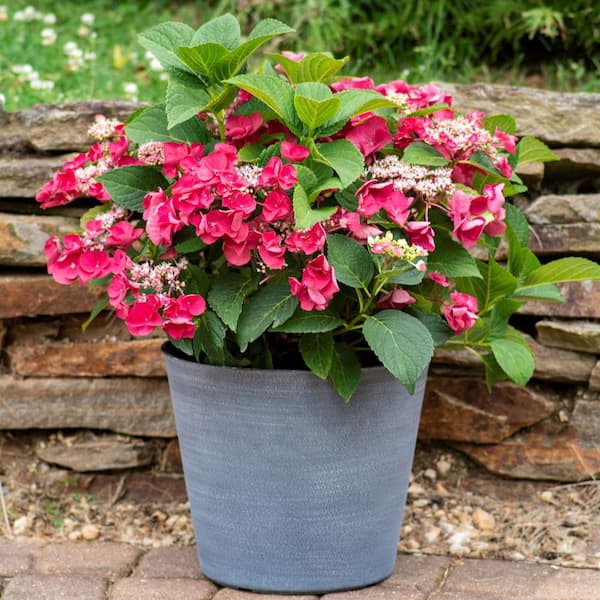 4 in. Cherry Explosion Hydrangea Shrub with Red Flowers (4-Piece)