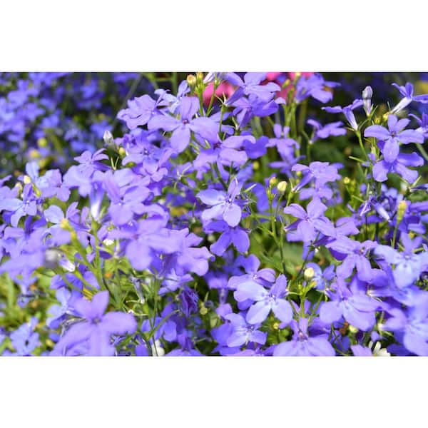 PROVEN WINNERS 1 qt. Laguna Ultra Violet Lobelia Plant