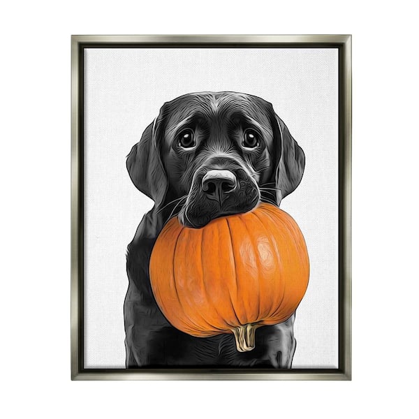 Stupell Industries Lab Dog with Pumpkin by Annalisa Latella 1-Piece Floater Frame Graphic Print Animal Poster Art Print 31 in. x 25 in.