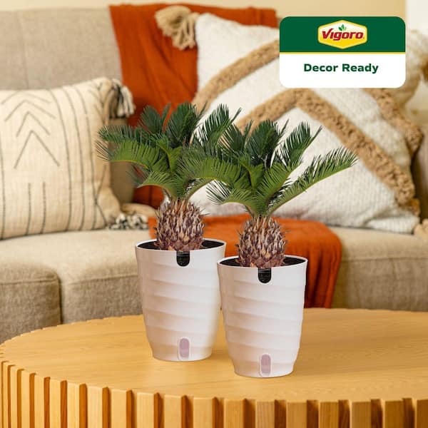 Sago Palm Indoor Plant in 6 in. White Ribbed Plastic Decor Planter, Avg. Shipping Height 1-2 ft. Tall (2-Pack)