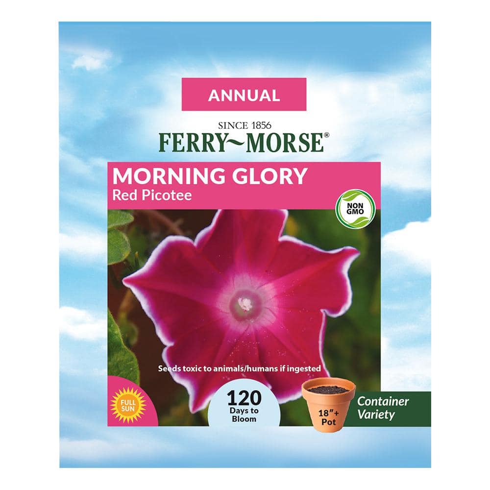 【SJ18762】SEED / Shiny Day Ferry-Morse Morning Glory Red Picotee Flower Seed 1745 - The Home