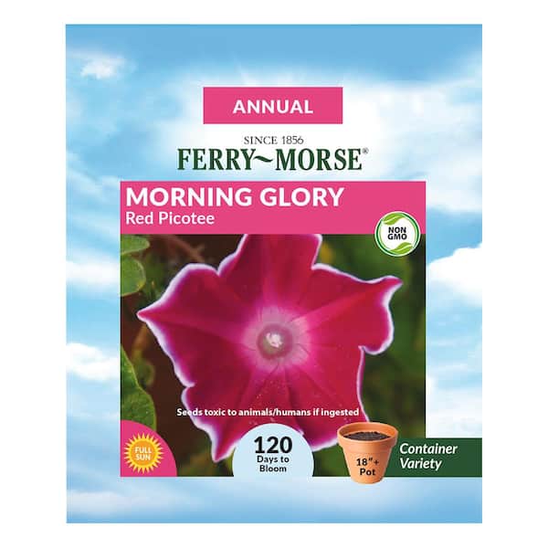 Ferry-Morse Morning Glory Red Picotee Flower Seed 1745 - The Home