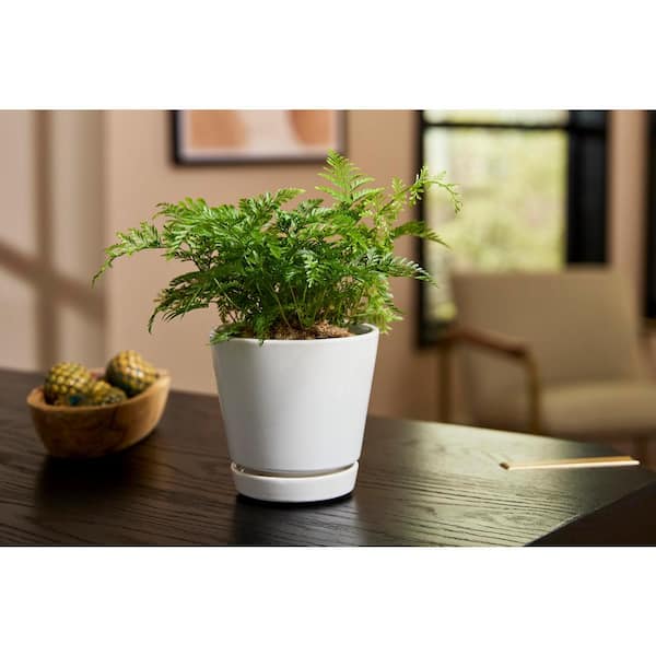 4.4 in. Piedmont Small White Ceramic Planter (4.4 in. D x 4.2 in. H) with Drainage Hole and Attached Saucer