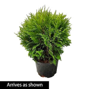 2.50 Qt. Pot Woodward Globe Arborvitae (Thuja) Shrub, Potted Evergreen Plant (1-Pack)