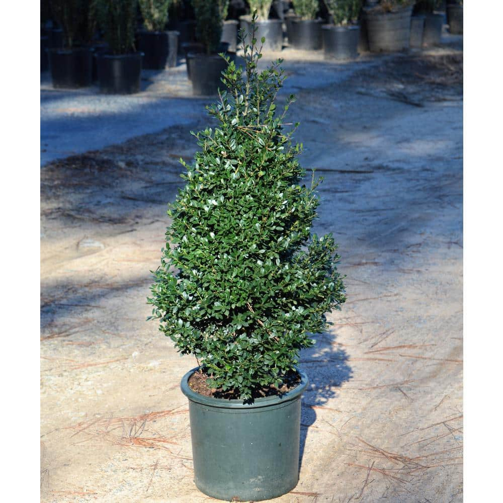 BELL NURSERY 3 Gal. Sky Pencil Holly Live Shrub 1000033662 - The Home Depot