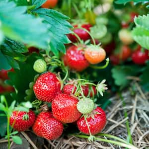 Ever Bearing Strawberries Eversweet Roots (20-Pack)