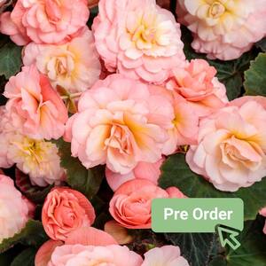 Begonia - Outdoor Plants - Garden Center - The Home Depot