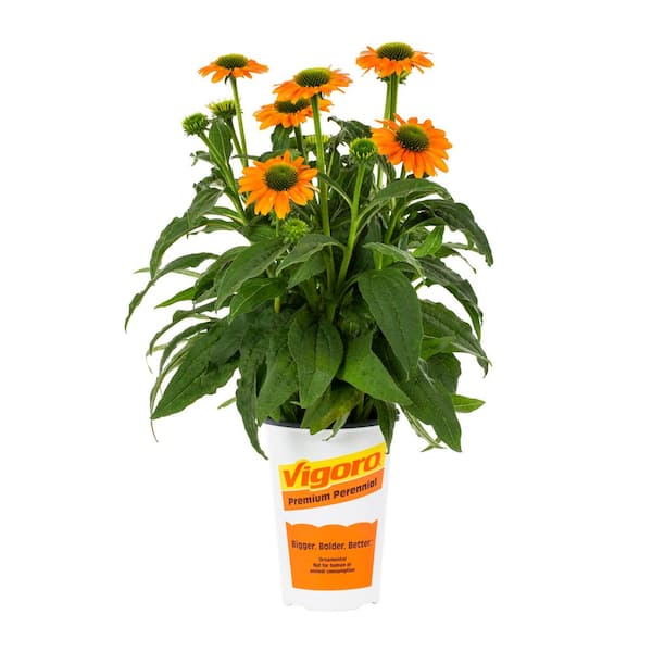 2.5-qt. Vigoro Artisan Soft Orange Cone Flower Perennial Plant