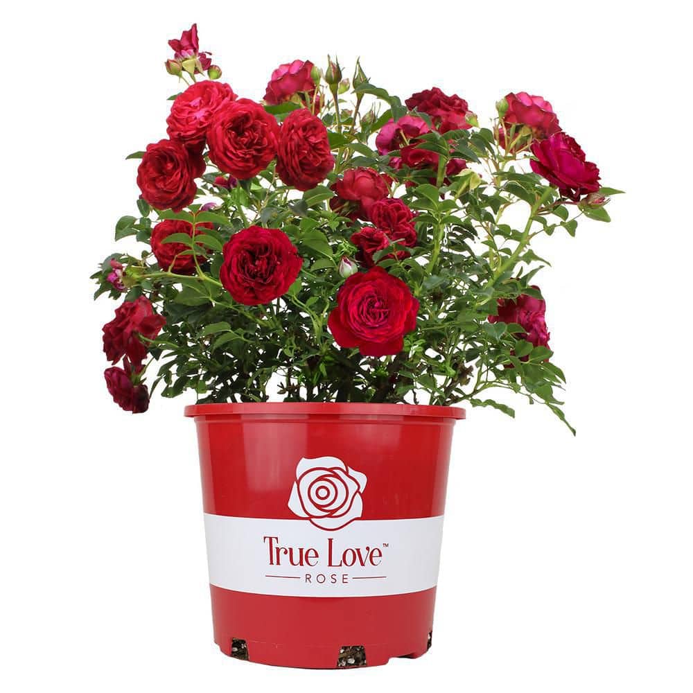 True Bloom 2 Gal. True Love Rose Plant with Red Flowers 1009533825 ...