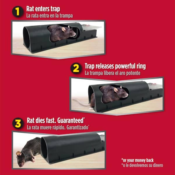 Rat in trap. Gray rubber rat caught in a mouse trap , #AFFILIATE, #Gray, # trap, #Rat, #rubber, #mouse #ad