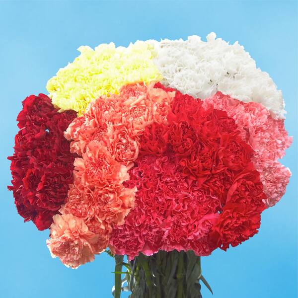 Globalrose Fresh Assorted Valentine's Day Carnations (200 Stems)