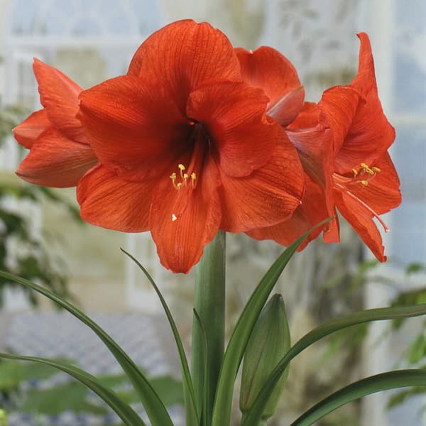 orange amaryllis flower