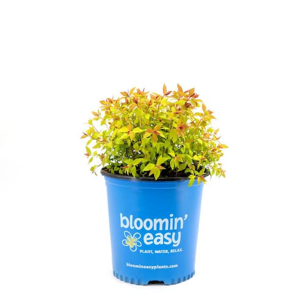 BLOOMIN' EASY 1 Gal. Rainbow Fizz Spirea (Spiraea) Live Shrub, Red Berries to Pretty Pink Flowers