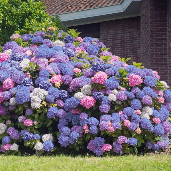 National Plant Network 2 5 Qt 3 In 1 Hydrangea Shrub With White Blue Pink Flowers Hd4028 The Home Depot