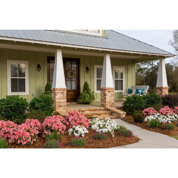 Have a question about ENCORE AZALEA 3 Gal. Autumn Ivory Dwarf
