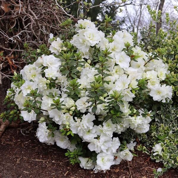PROVEN WINNERS 2 Gal. Perfecto Mundo Double White Azalea Shrub in