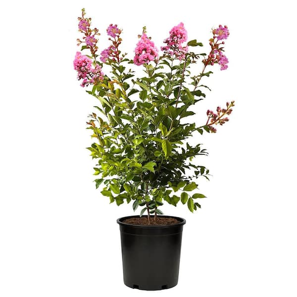 Unbranded 2.25 Gal. Sioux Crape Myrtle Tree