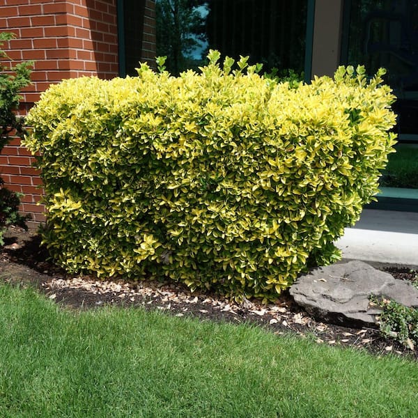 national PLANT NETWORK 1 Gal. Euonymus Golden Flowering Shrub with