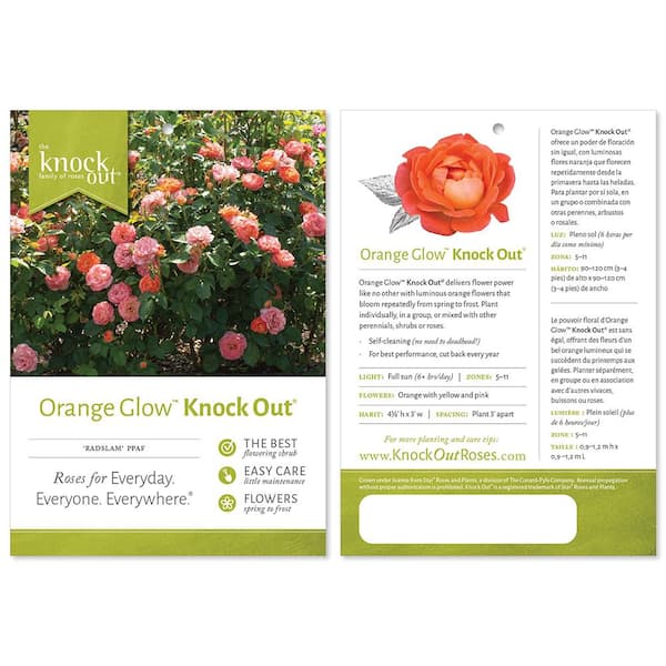 Orange Glow™ Knock Out® — The Knock Out® Family of Roses