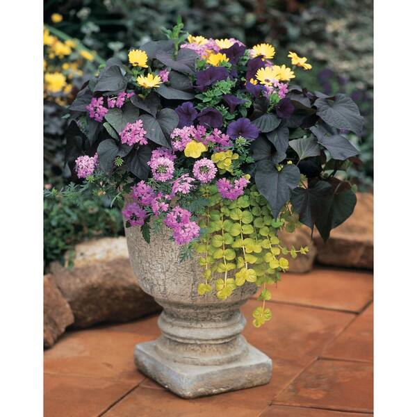 Pure Beauty Farms - 4.75 in Goldilocks Lysimachai with Yellow Foliage