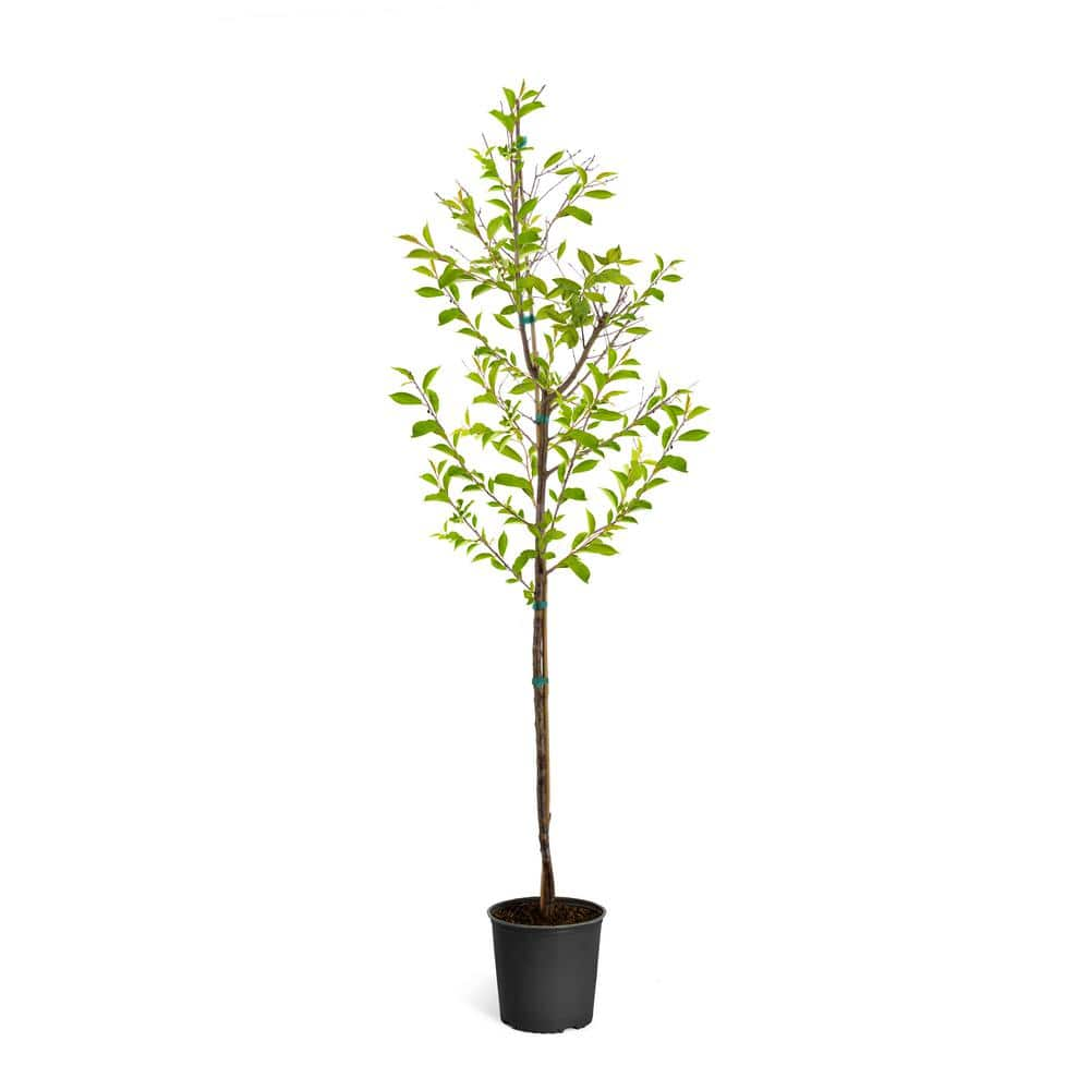 Brighter Blooms 5 Gal. Honeycrisp Apple Tree APP-HON-56_5 - The