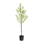 7 Gal. Leyland Cypress Evergreen Tree with Green Foliage 15650 - The ...