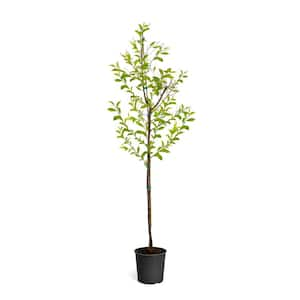 Online Orchards Birch Bark Cherry Blossom Tree (Bare Root, 3 ft. to 4 ft.  Tall) FLCH010 - The Home Depot