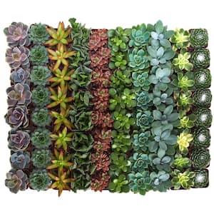Assorted Succulent Collection (32-Pack)